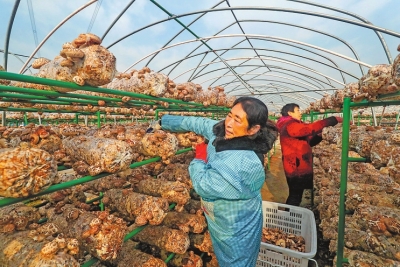 河南力促農(nóng)民工好就業(yè)、就好業(yè) 2020年新增農(nóng)村勞動(dòng)力轉(zhuǎn)移就業(yè)45.81萬(wàn)人