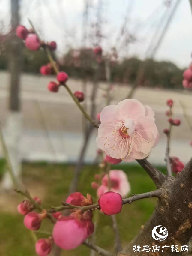 梅花盛開春意來(lái)
