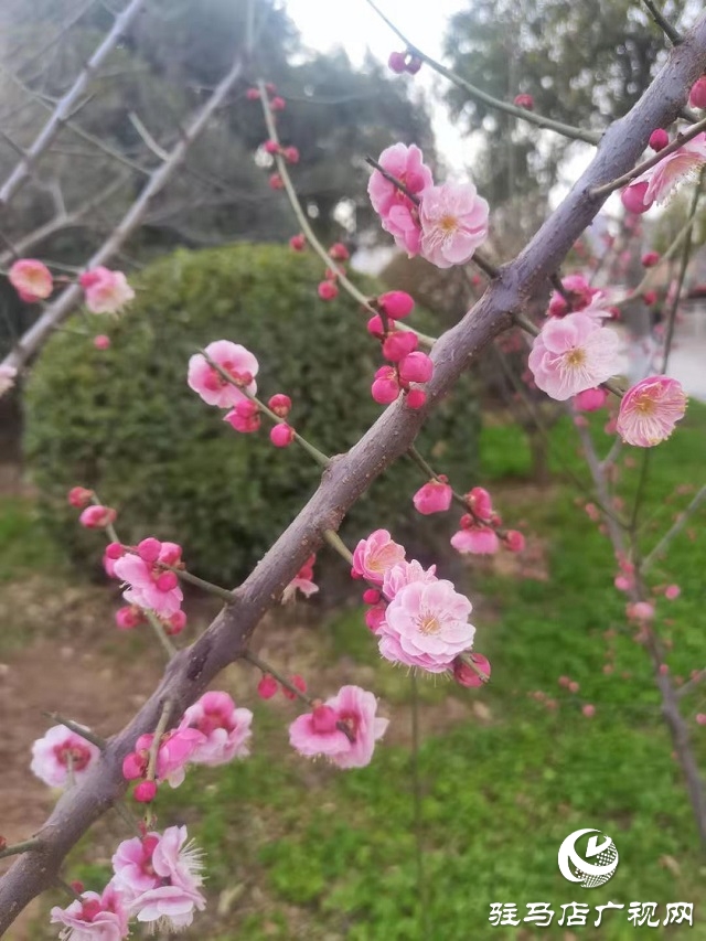 梅花盛開春意來(lái)