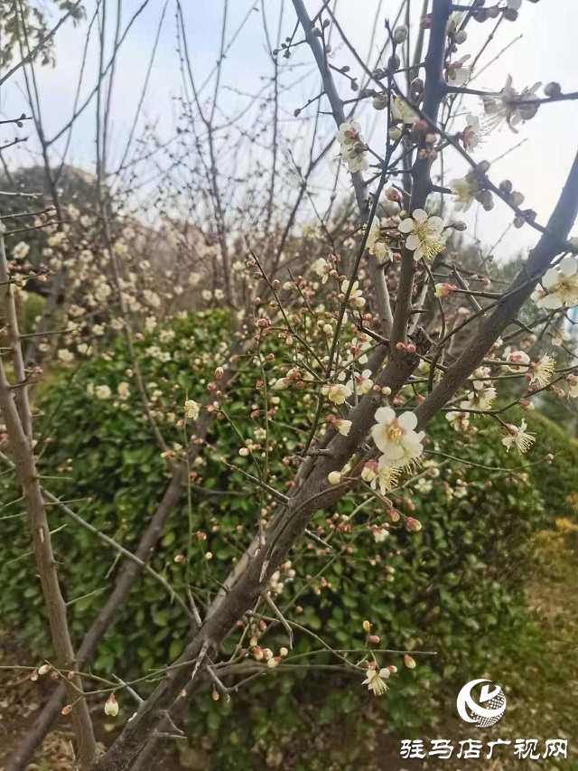 梅花盛開春意來(lái)