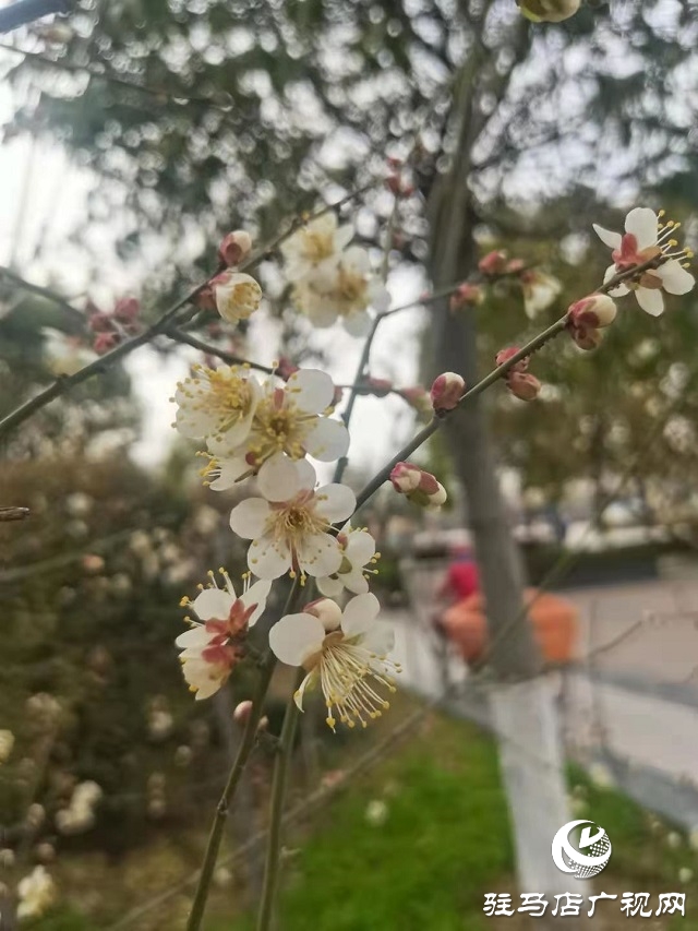 梅花盛開春意來(lái)
