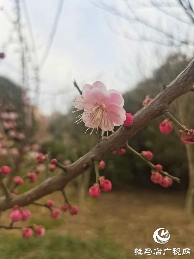 梅花盛開春意來(lái)