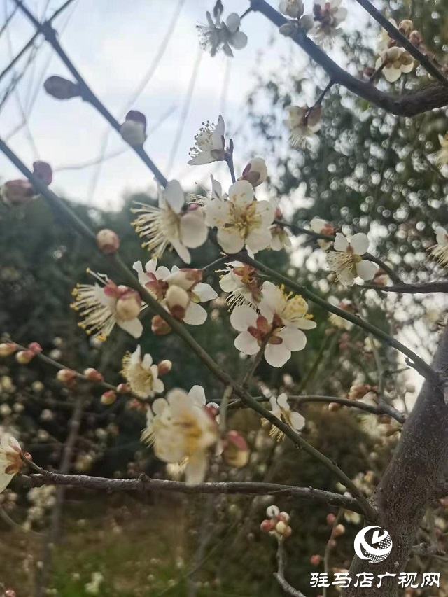 梅花盛開春意來(lái)