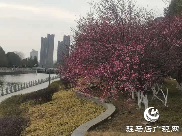 梅花盛開春意來(lái)