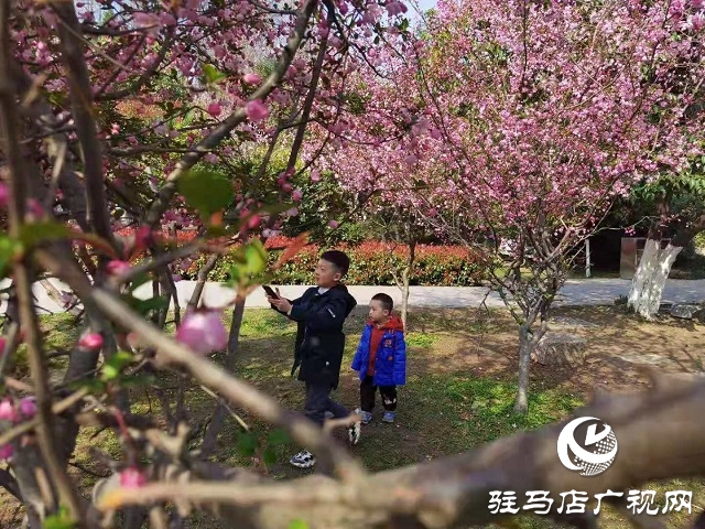 駐馬店:陽(yáng)春三月至 花開(kāi)春意濃