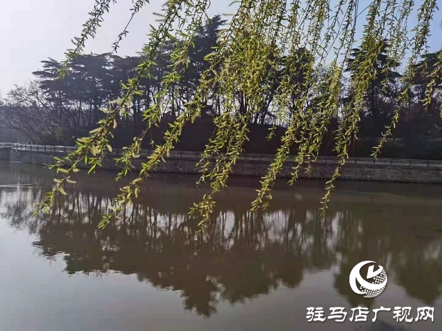 駐馬店:陽(yáng)春三月至 花開(kāi)春意濃