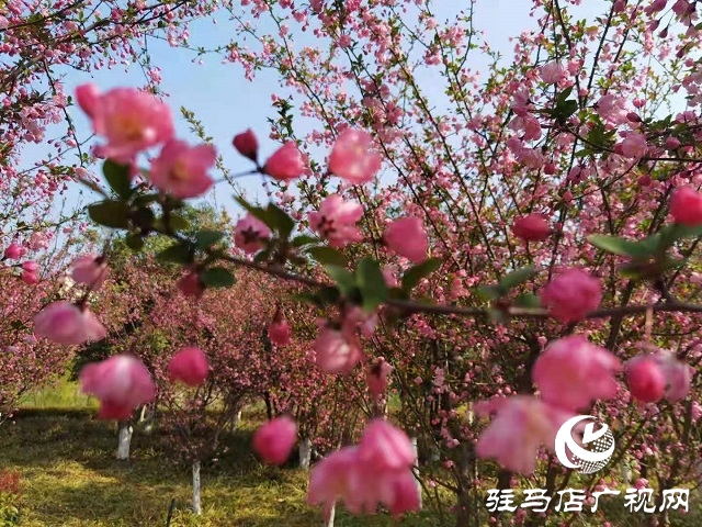 駐馬店:陽(yáng)春三月至 花開(kāi)春意濃