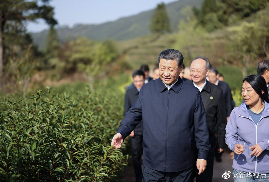 習近平察看武夷山春茶長勢：把茶文化、茶產(chǎn)業(yè)、茶科技這篇文章做好