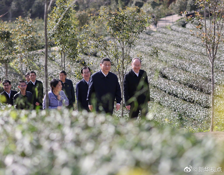 習近平察看武夷山春茶長勢：把茶文化、茶產(chǎn)業(yè)、茶科技這篇文章做好