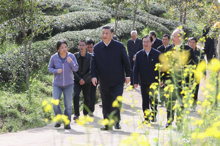 習近平察看武夷山春茶長勢：把茶文化、茶產(chǎn)業(yè)、茶科技這篇文章做好
