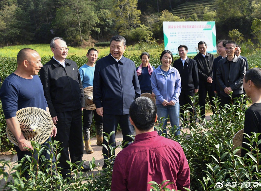 習近平察看武夷山春茶長勢：把茶文化、茶產(chǎn)業(yè)、茶科技這篇文章做好