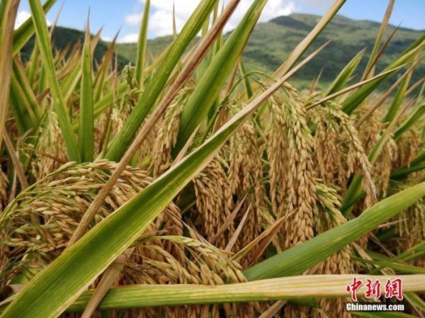 國(guó)際糧價(jià)暴漲，會(huì)影響中國(guó)人的“飯碗”嗎？
