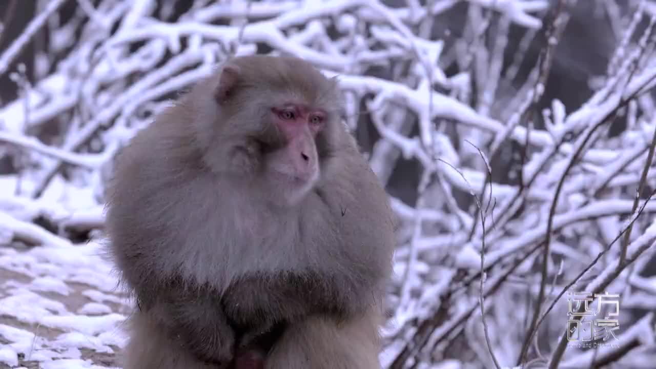 今天17:15分鎖定CCTV4！濟源登上央視《遠方的家》