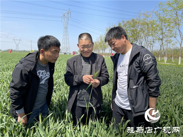  刻不容緩！小麥赤霉病防治正當(dāng)時