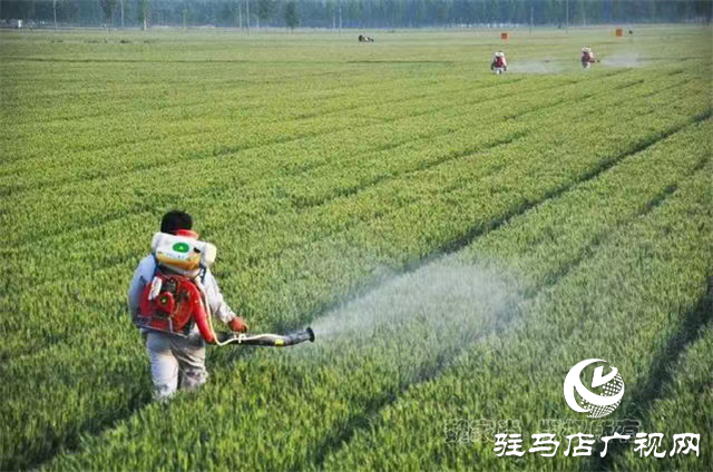  刻不容緩！小麥赤霉病防治正當時
