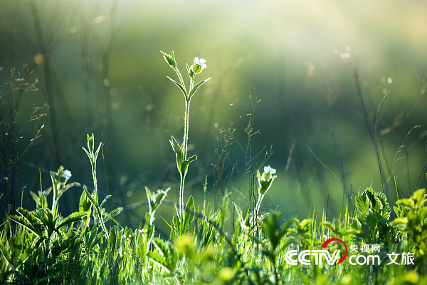 立夏！聽，萬物至此皆長大