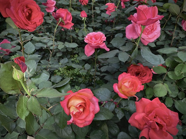 “五一”小長假駐馬店市文化旅游市場安全運行 實現(xiàn)旅游綜合收入21.6億元