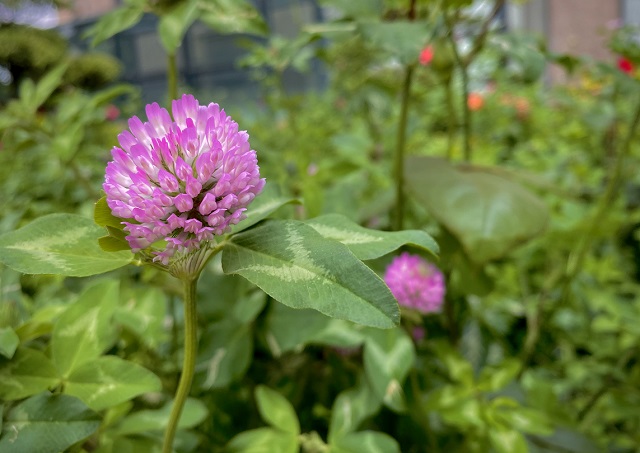 “五一”小長假駐馬店市文化旅游市場安全運行 實現(xiàn)旅游綜合收入21.6億元