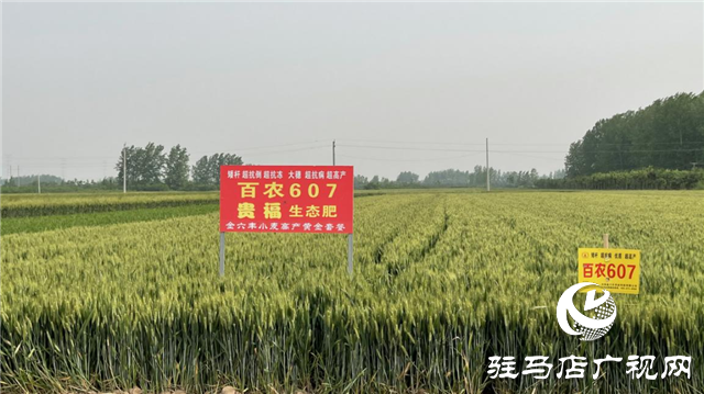 眼見(jiàn)為實(shí) 高產(chǎn)是王道  &mdash;&mdash;河南金六豐小麥觀摩會(huì)成功舉辦