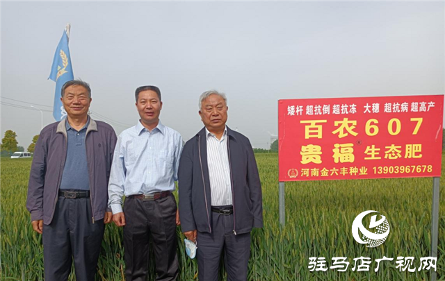 眼見(jiàn)為實(shí) 高產(chǎn)是王道  &mdash;&mdash;河南金六豐小麥觀摩會(huì)成功舉辦