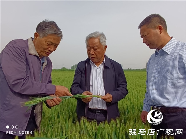 眼見(jiàn)為實(shí) 高產(chǎn)是王道  &mdash;&mdash;河南金六豐小麥觀摩會(huì)成功舉辦