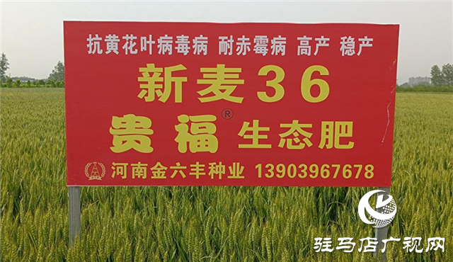 眼見(jiàn)為實(shí) 高產(chǎn)是王道  &mdash;&mdash;河南金六豐小麥觀摩會(huì)成功舉辦