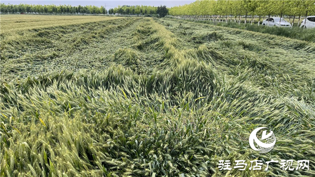 &ldquo;百農(nóng)607&rdquo;矮桿大穗 傲然挺立