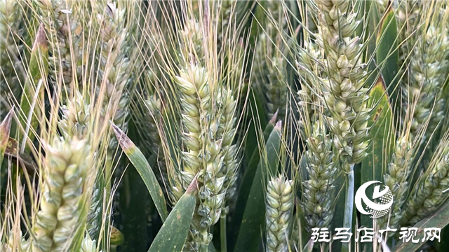 &ldquo;百農(nóng)607&rdquo;矮桿大穗 傲然挺立