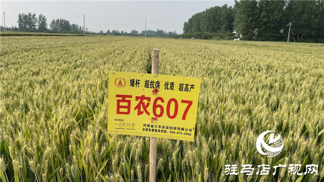 &ldquo;百農(nóng)607&rdquo;矮桿大穗 傲然挺立