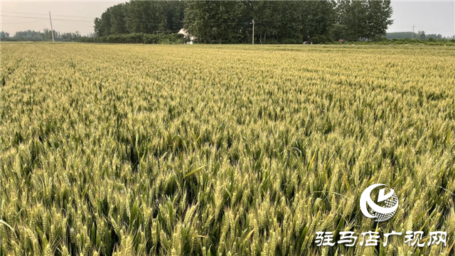 &ldquo;百農(nóng)607&rdquo;矮桿大穗 傲然挺立