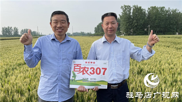 &ldquo;百農(nóng)607&rdquo;矮桿大穗 傲然挺立