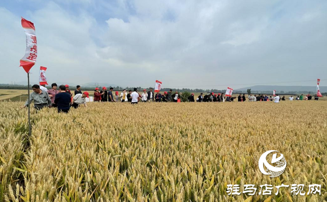 重磅：麥熟寶表現(xiàn)出眾中原麥區(qū)大放異彩  &mdash;&mdash;北沃農業(yè)相繼召開麥熟寶觀摩