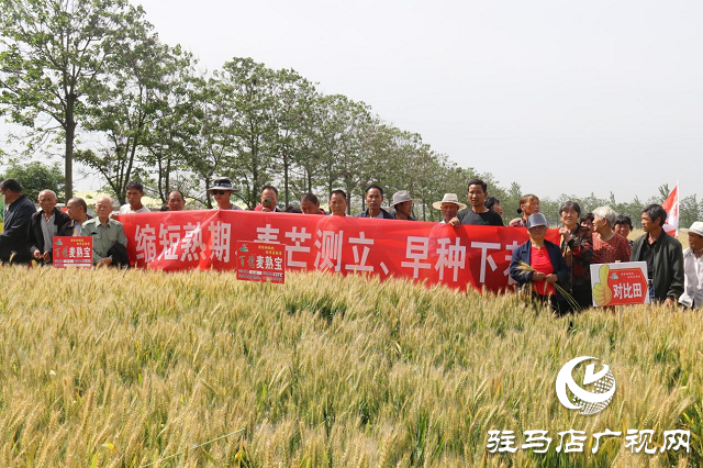 重磅：麥熟寶表現(xiàn)出眾中原麥區(qū)大放異彩  &mdash;&mdash;北沃農業(yè)相繼召開麥熟寶觀摩