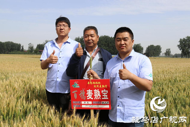 重磅：麥熟寶表現(xiàn)出眾中原麥區(qū)大放異彩  &mdash;&mdash;北沃農業(yè)相繼召開麥熟寶觀摩