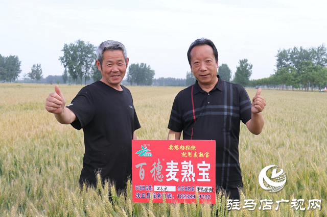 重磅：麥熟寶表現(xiàn)出眾中原麥區(qū)大放異彩  &mdash;&mdash;北沃農業(yè)相繼召開麥熟寶觀摩
