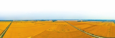 夏糧一天不到手 工作一天不放松&mdash;&mdash;三論弘揚脫貧攻堅精神走好新時代新征程