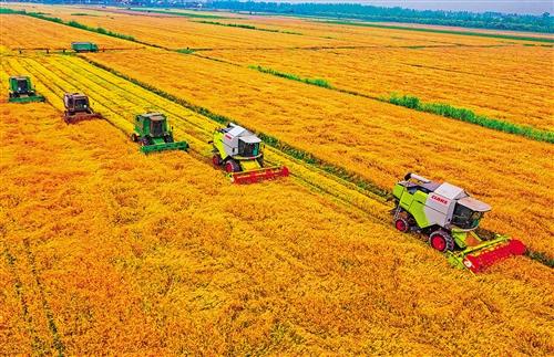 全國(guó)大規(guī)模小麥跨區(qū)機(jī)收全面展開(kāi)