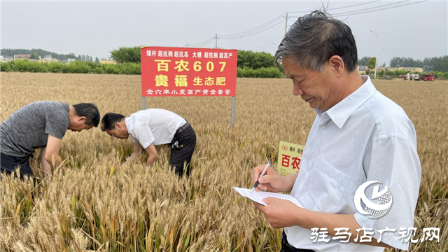 百農(nóng)607&mdash;&mdash;測產(chǎn)迎豐收