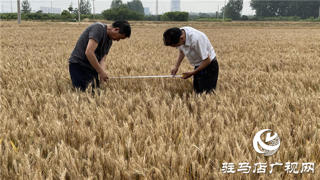 百農(nóng)607&mdash;&mdash;測產(chǎn)迎豐收