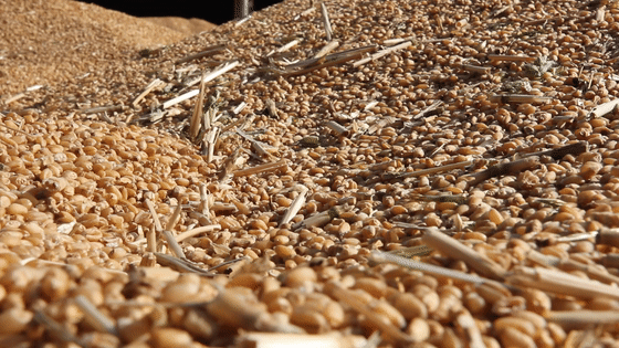 看三夏 | 搶！搶！搶！搶！搶！搶！