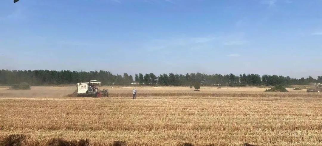 看三夏 | 搶！搶！搶！搶！搶！搶！