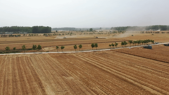 看三夏 | 搶！搶！搶！搶！搶！搶！