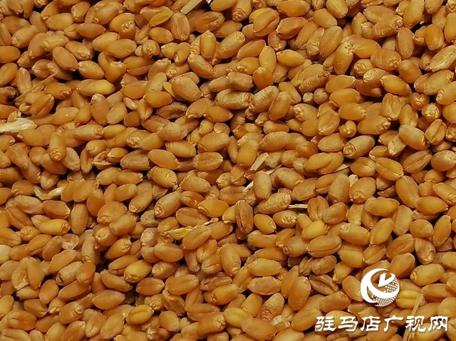 專家見證：麥熟寶大顯神威，畝均增產(chǎn)220斤！