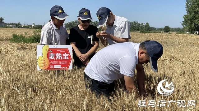 專(zhuān)家見(jiàn)證：麥?zhǔn)鞂毚箫@神威，畝均增產(chǎn)220斤！