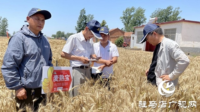 專(zhuān)家見(jiàn)證：麥?zhǔn)鞂毚箫@神威，畝均增產(chǎn)220斤！