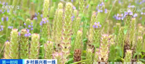 一畝收入8000元！河南桐柏：10萬畝夏枯球大豐收 農(nóng)戶實(shí)現(xiàn)增收