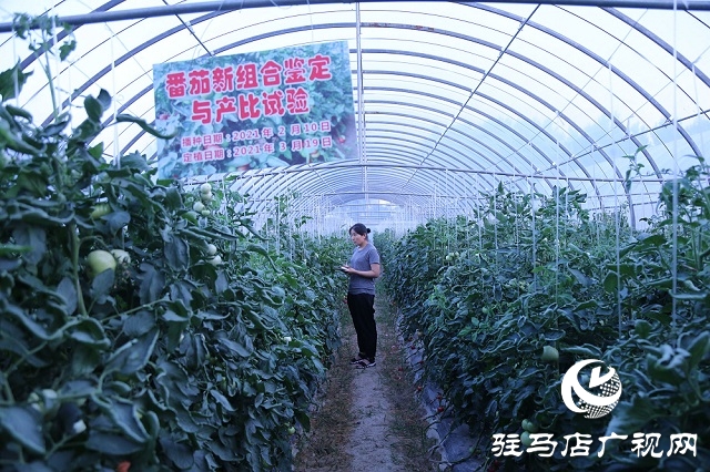 試驗(yàn)田里的“番茄姑娘”