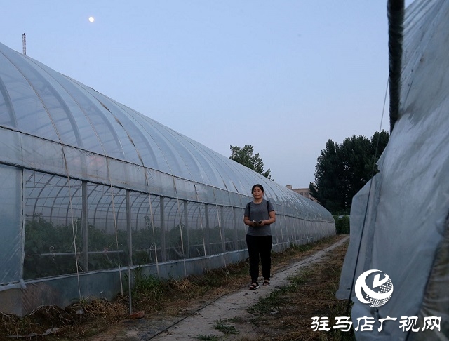 試驗(yàn)田里的“番茄姑娘”