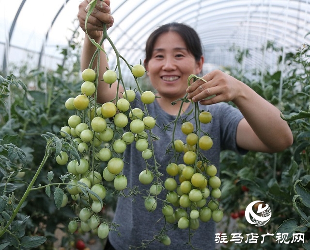 試驗(yàn)田里的“番茄姑娘”