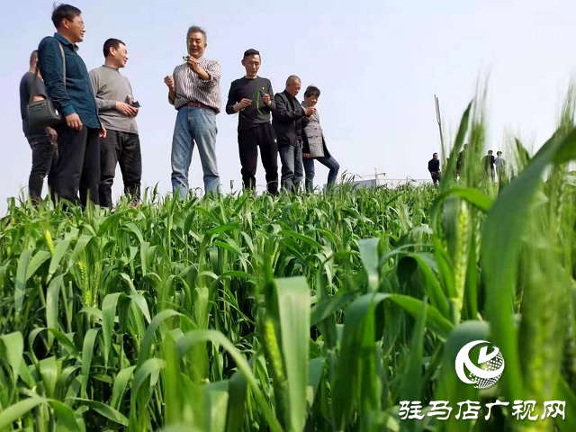 “真打糧”助力駐馬店農(nóng)業(yè)小麥，水稻每畝平均增產(chǎn)109.89公斤